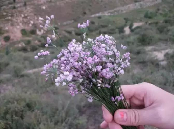 家乡平遥有种神仙都羡慕的花-仙幕花俗称“麻麻花”
