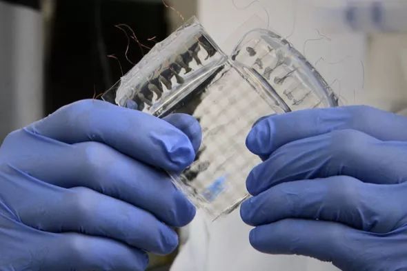 她曾深陷“诺奖级”学术丑闻，潜心耕耘靠人造皮肤爬回巅峰