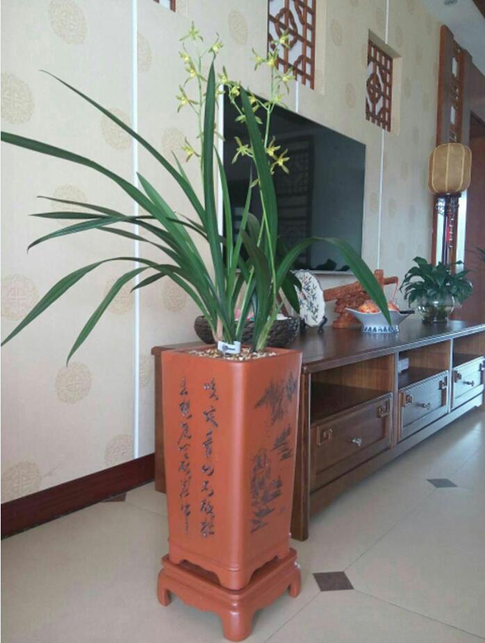 什么花高档大气好养,好养高大上漂亮有寓意的花