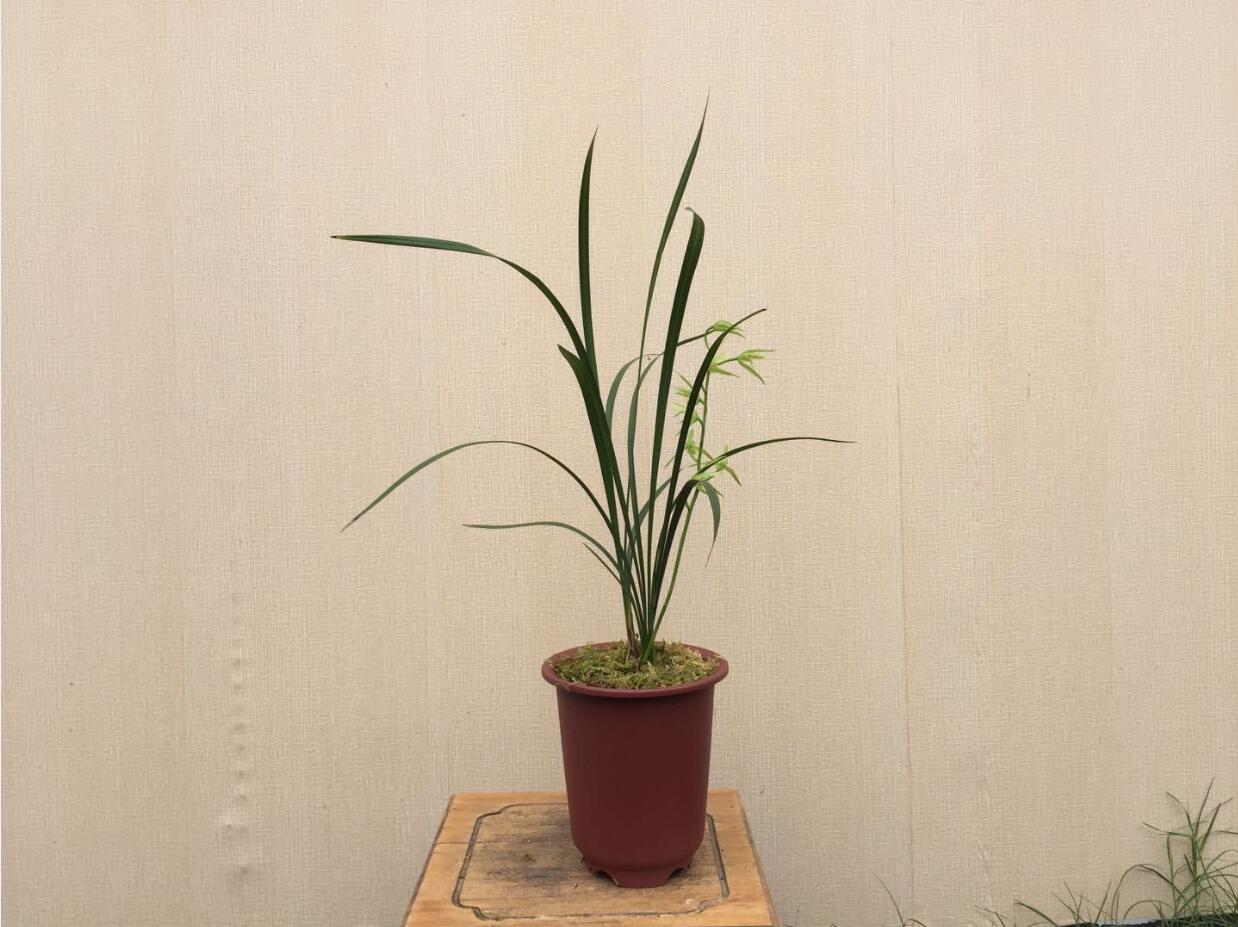 精品玉兰的品种及图片,国兰花朵不艳丽但香气清雅