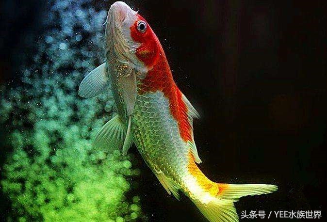 50缸可以养15公分的鱼,50的缸可以养20厘米的鱼吗