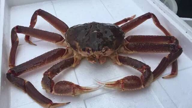 螃蟹的世界旅行,螃蟹的世界深度解析