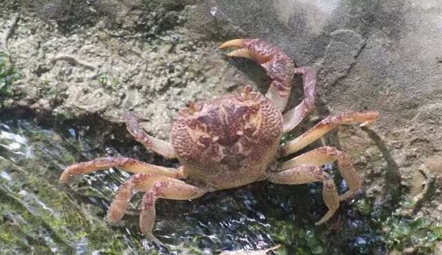 螃蟹的世界旅行,螃蟹的世界深度解析