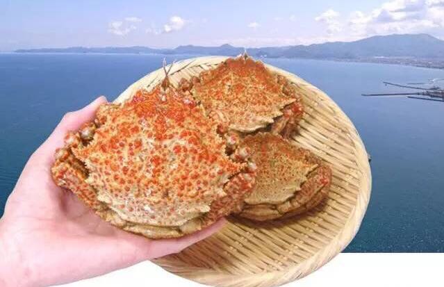 螃蟹的世界旅行,螃蟹的世界深度解析