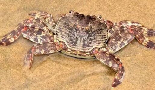 螃蟹的世界旅行,螃蟹的世界深度解析