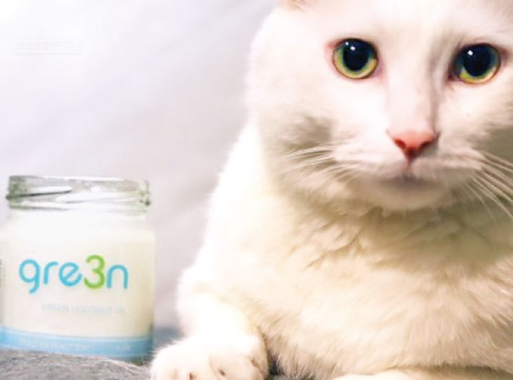 治疗猫狗皮肤病一般宠物店用什么,猫狗得了皮肤病