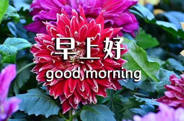 短句真诚问候祝你早上愉快,祝你开心早安心语