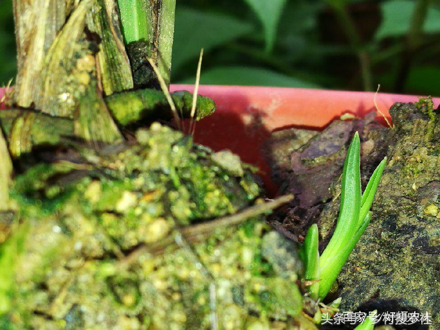 1月蕙兰已出花苞室外如何养护,带花苞的蕙兰需要太阳吗