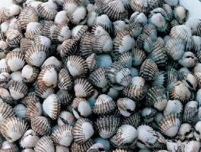 日照有什么好玩的地方,日照金山