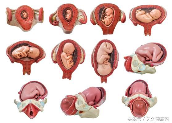 一般多少周胎头朝下,胎头朝下如何预防胎头朝上