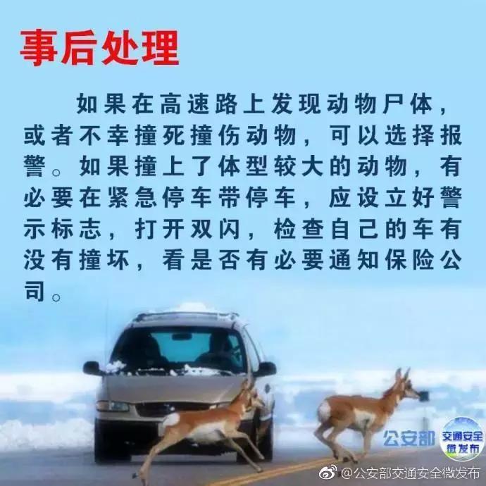 开车在路上遇到小动物怎么办,高速遇到小动物