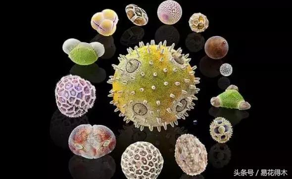 释迦花粉采集方法,花粉采集技巧视频