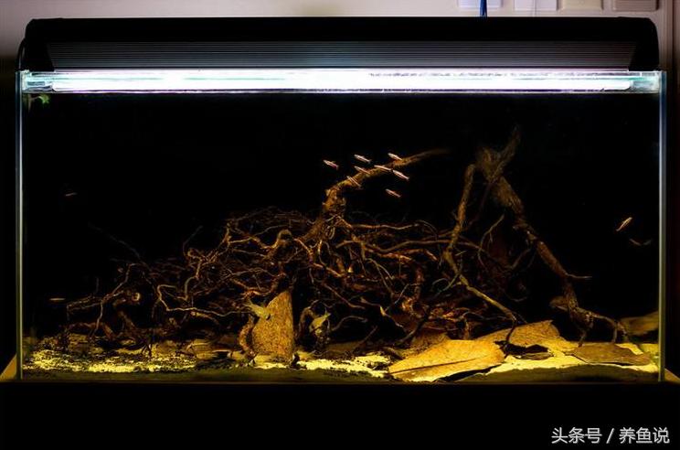 斗鱼怎么养比较容易成活,斗鱼怎么养才养得比较久