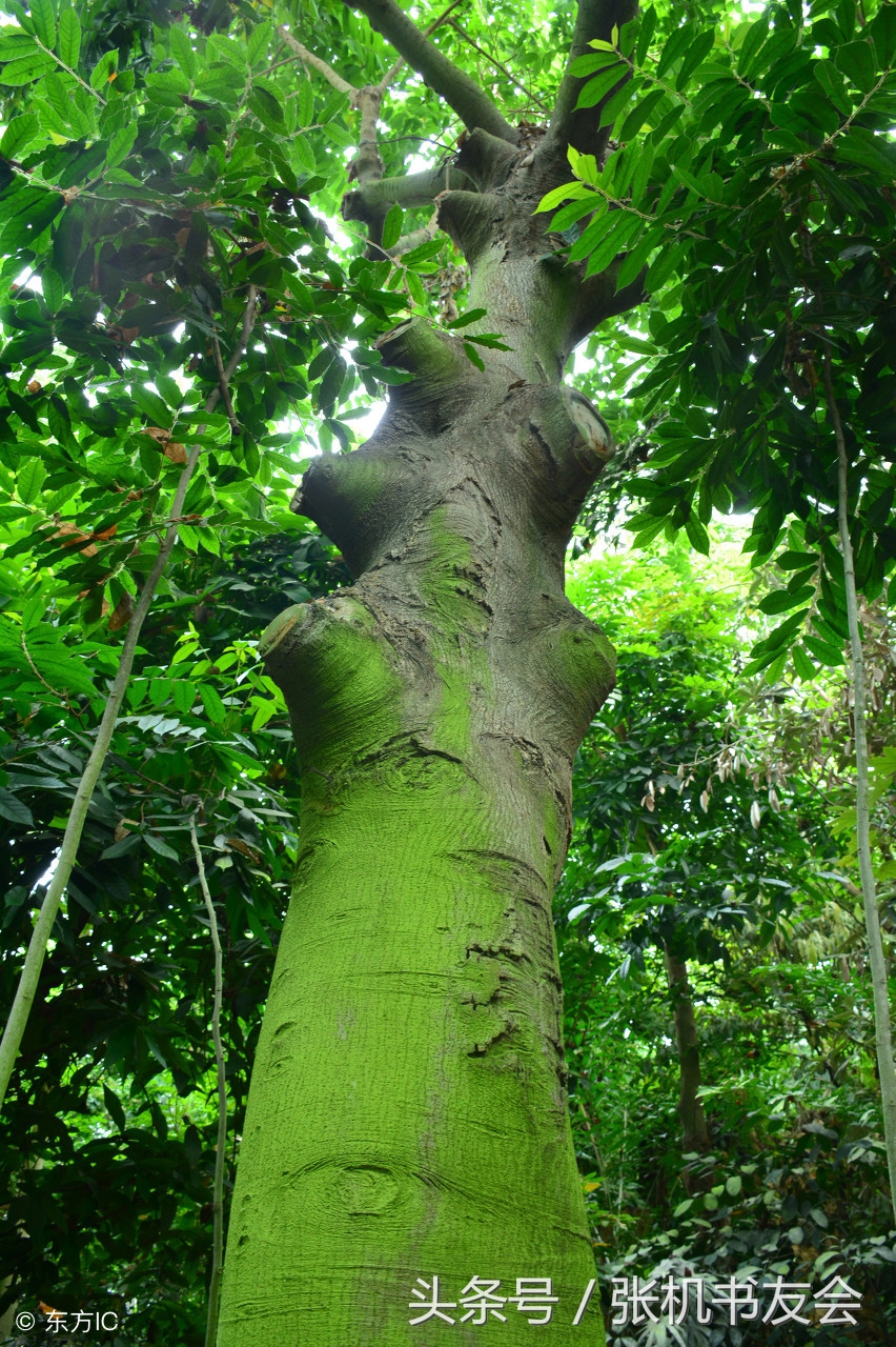 中药药材浪漫的名字,蕴含极致浪漫的中药名字
