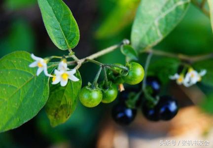 中药药材浪漫的名字,蕴含极致浪漫的中药名字