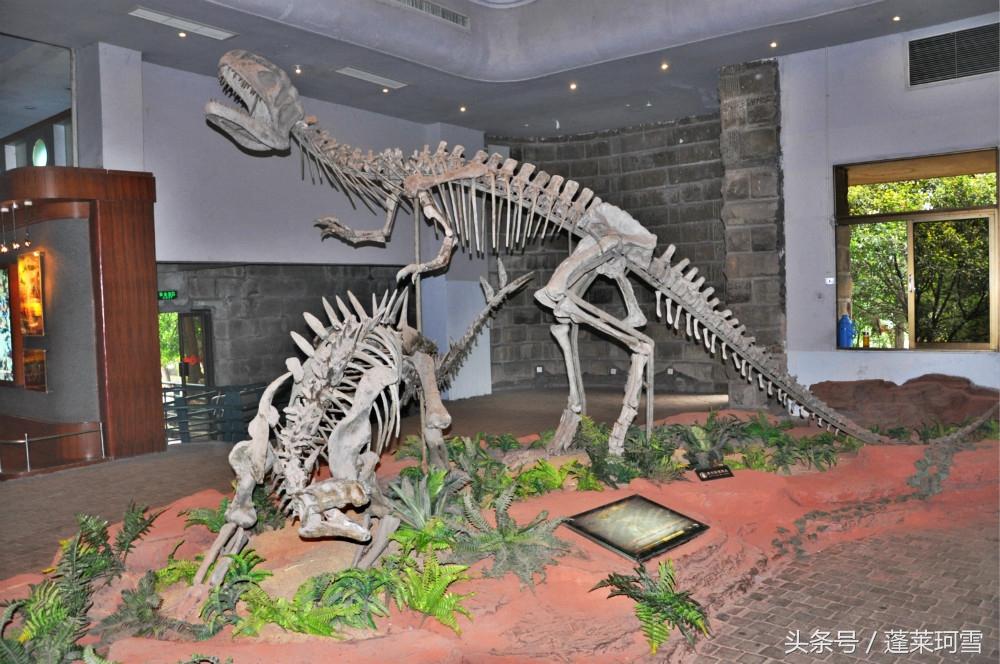 自贡恐龙博物馆展示是真恐龙吗,自贡恐龙博物馆可以现场购票吗