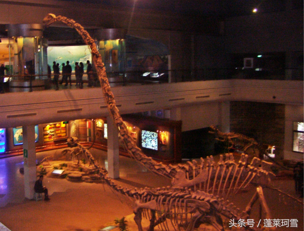 自贡恐龙博物馆展示是真恐龙吗,自贡恐龙博物馆可以现场购票吗