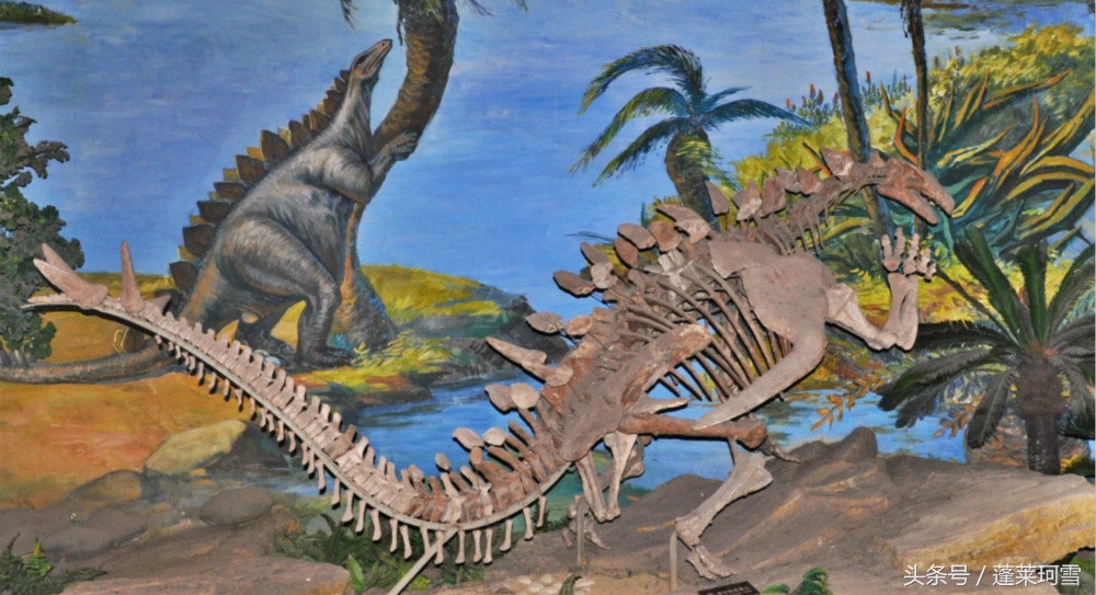 自贡恐龙博物馆展示是真恐龙吗,自贡恐龙博物馆可以现场购票吗