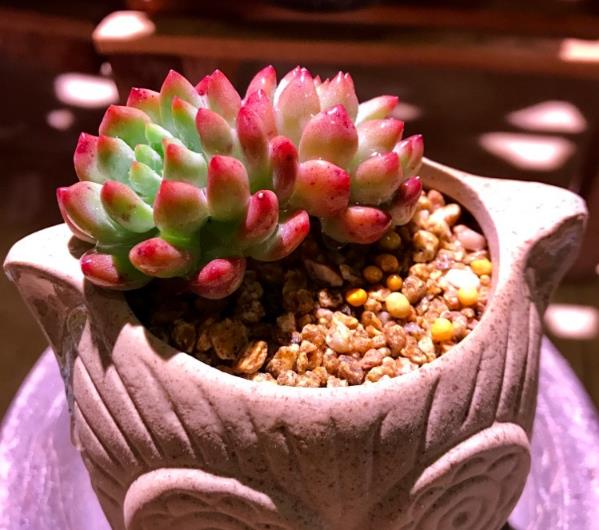 如何预防多肉叶片水化,多肉叶片化水需要及时剪下来么