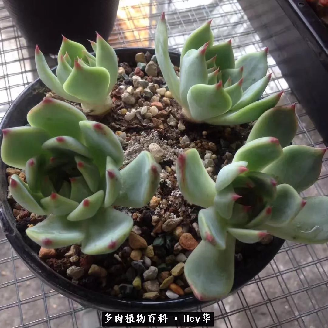 吉娃娃多肉高清图片,吉娃娃图片多肉