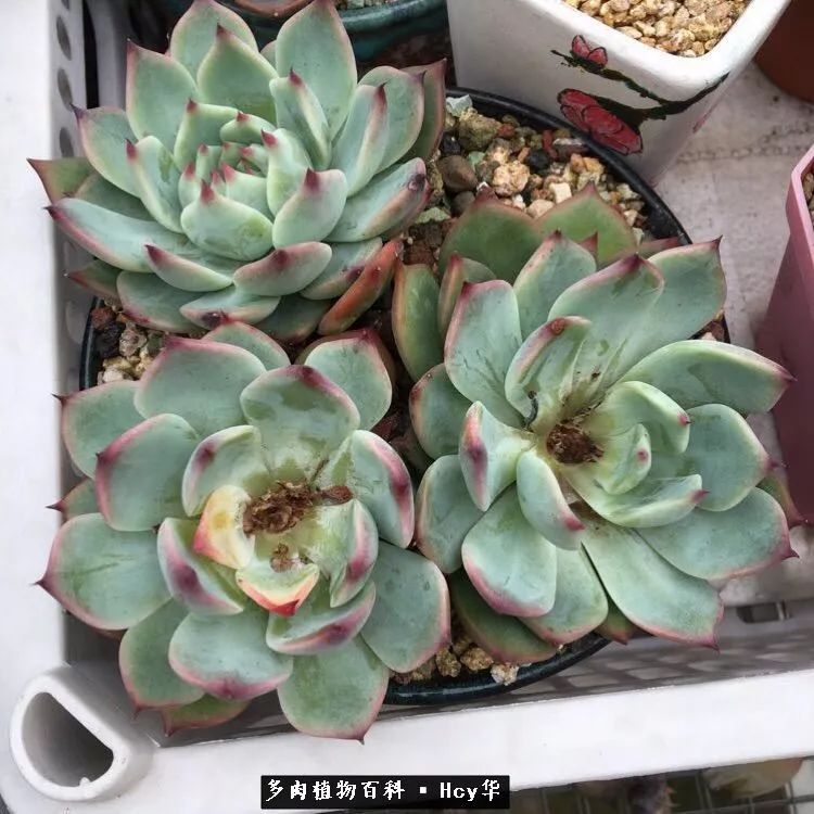 吉娃娃多肉高清图片,吉娃娃图片多肉