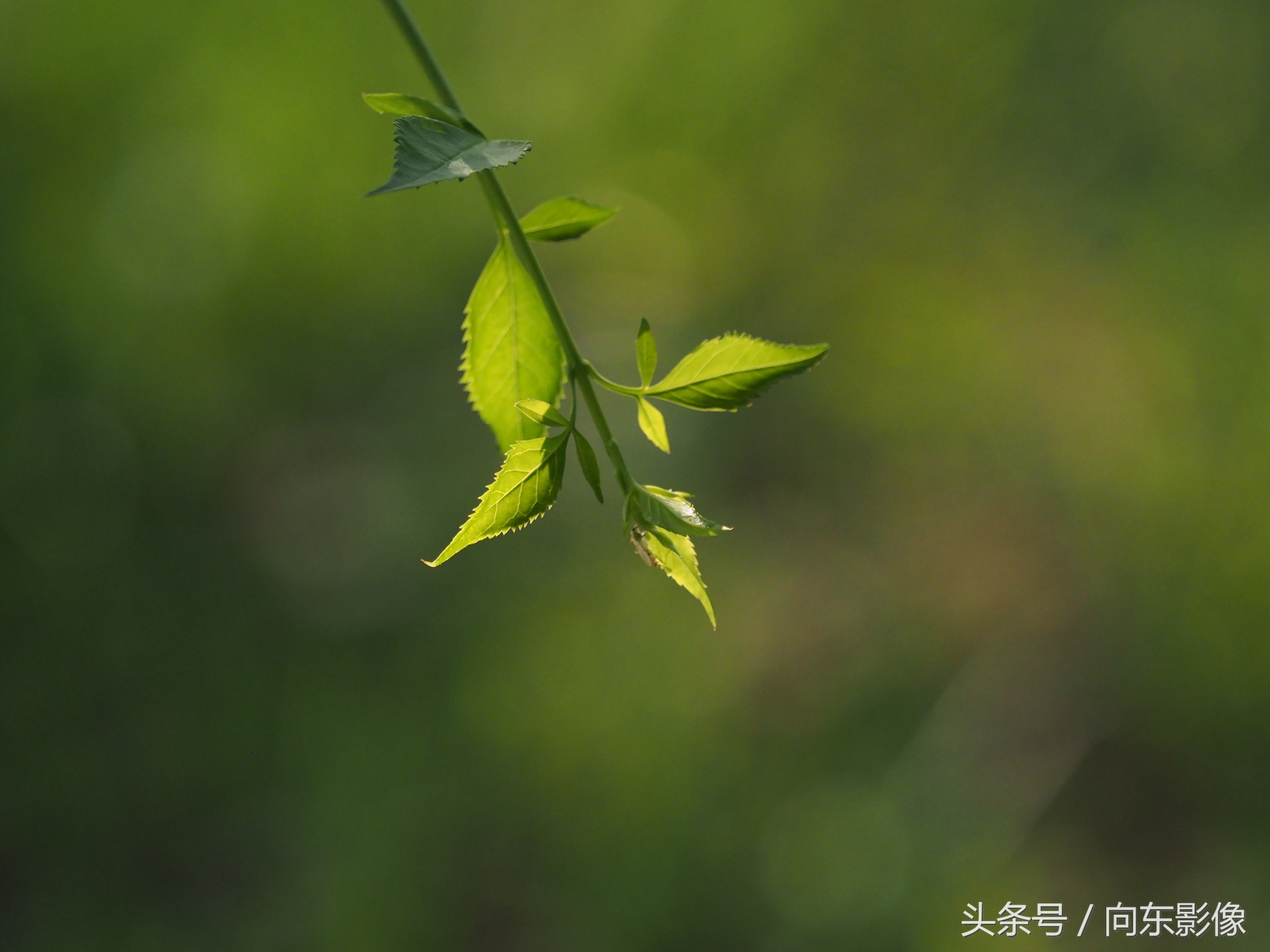 拍照时景深和光圈大小,相机光圈与景深的关系