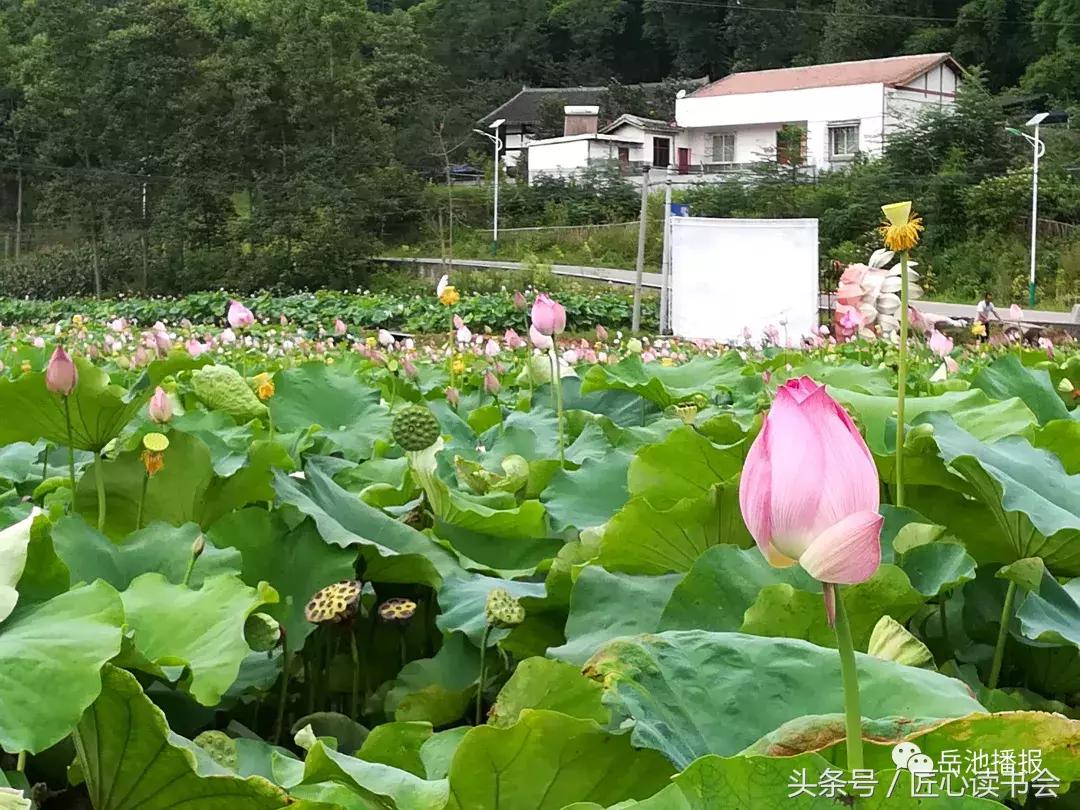 荷花节广安,岳池白庙荷花基地