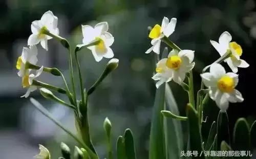 美极了樱花盛开图片,中国各市的市花大全