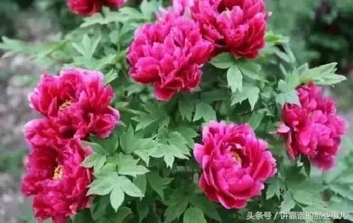 美极了樱花盛开图片,中国各市的市花大全