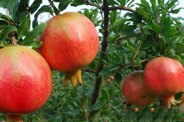 石榴树的管理和种植,石榴种植技术和管理方法