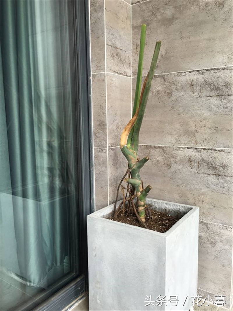 龟背竹的大叶子怎么剪,龟背竹叶子如何剪