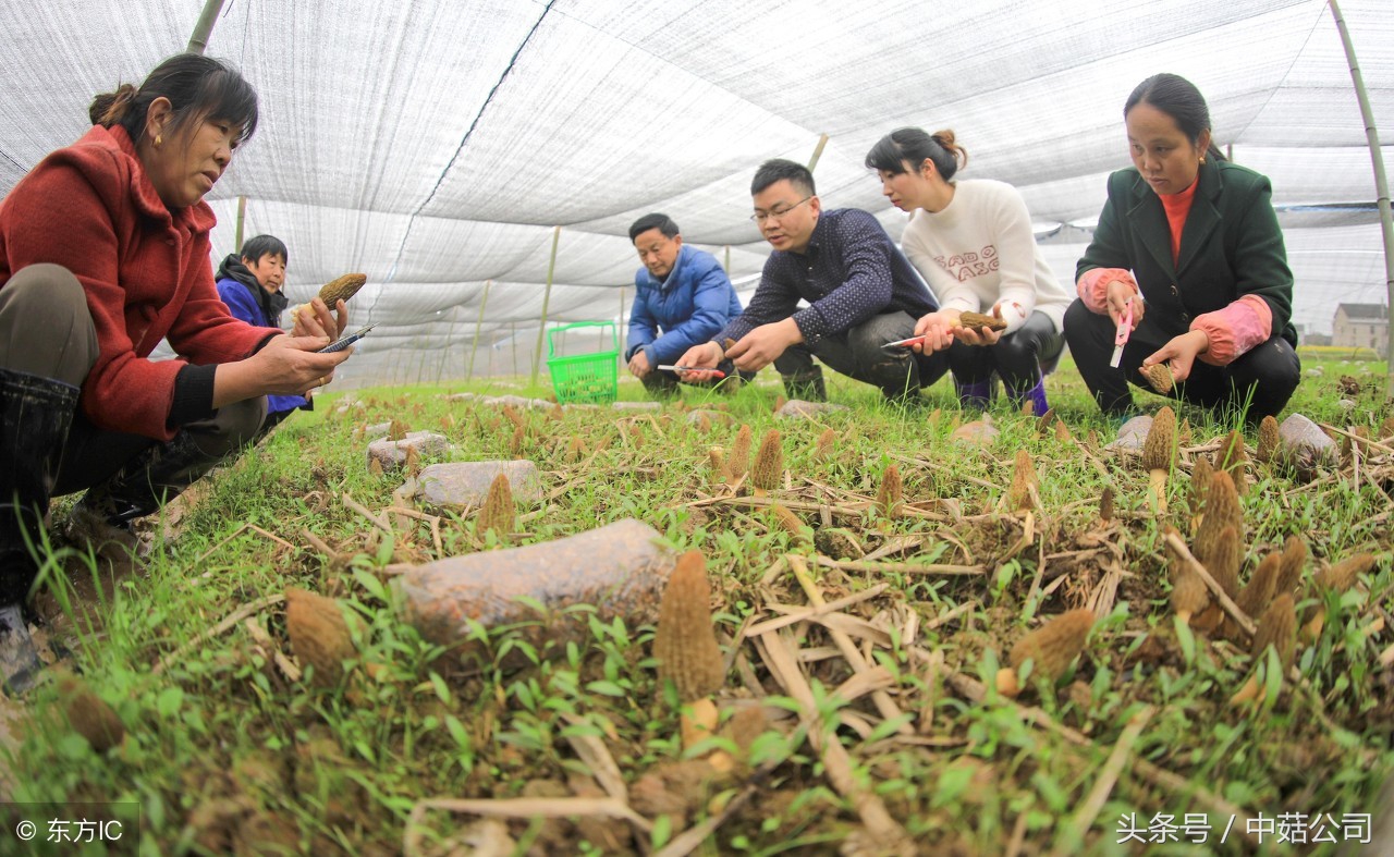 羊肚菌赚钱吗,羊肚菌属于十大暴利行业吗