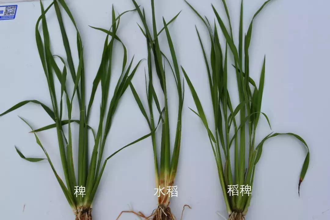 怎样辨别小麦田禾本科杂草,水稻杂草幼苗怎么鉴别