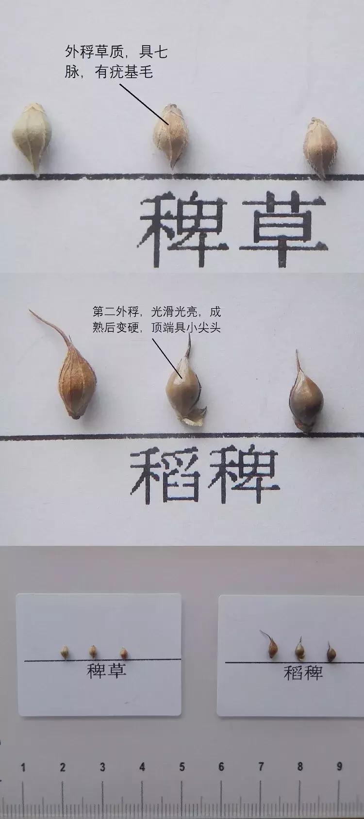 怎样辨别小麦田禾本科杂草,水稻杂草幼苗怎么鉴别