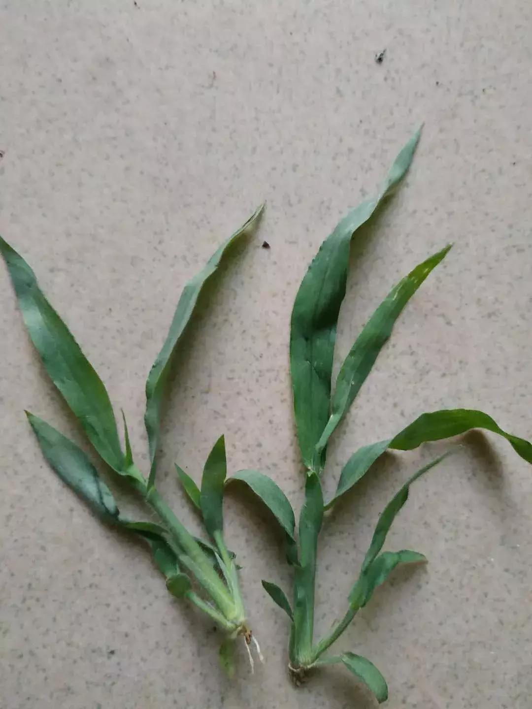 怎样辨别小麦田禾本科杂草,水稻杂草幼苗怎么鉴别