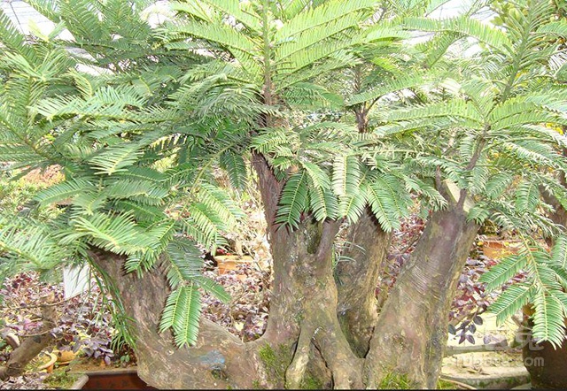 这野生植物可治白血病,可榨油,每斤12万美金,农民自己就能种!