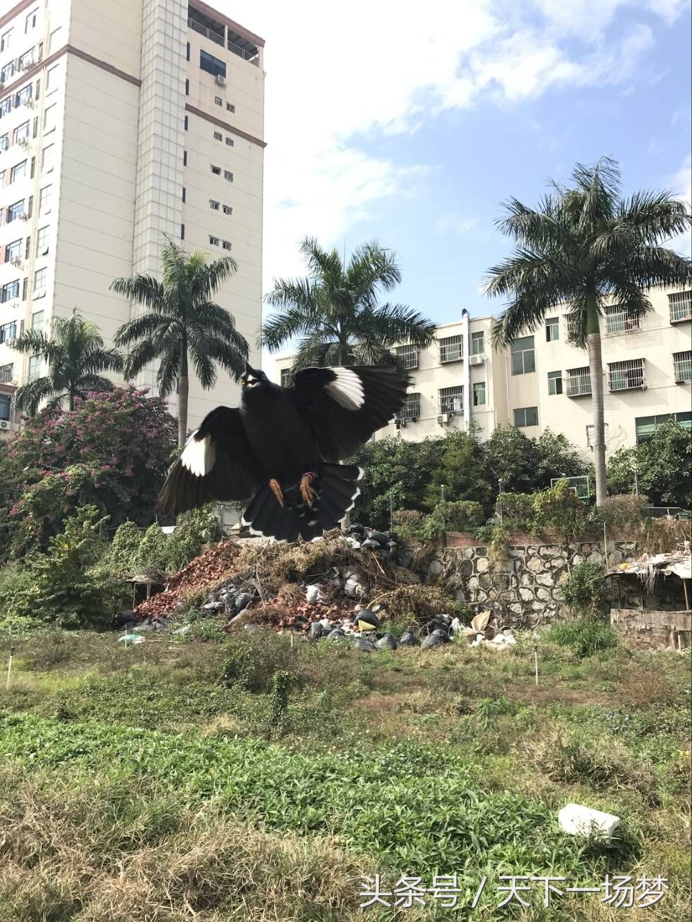 天下一场梦的八哥怎么训,天下一场梦八哥合集