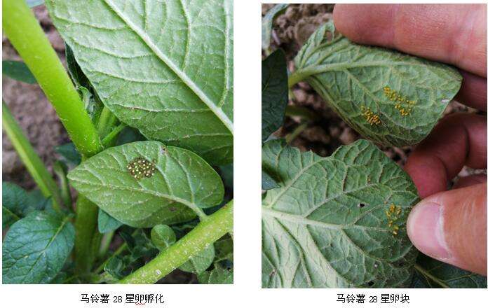 有几种吃蔬菜的瓢虫,所有瓢虫都吃什么蔬菜