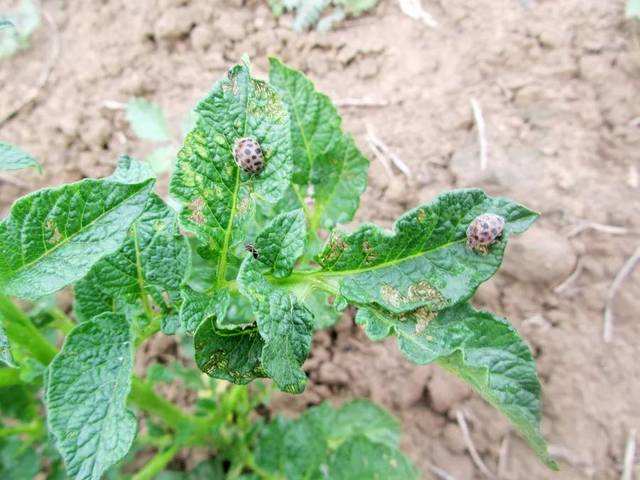 有几种吃蔬菜的瓢虫,所有瓢虫都吃什么蔬菜