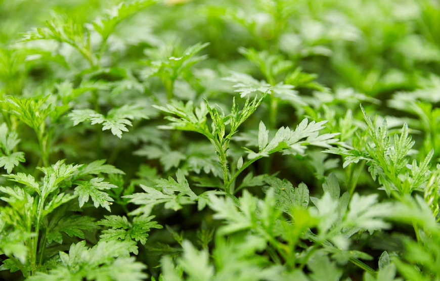 艾蒿放枕头里有什么作用,艾蒿叶装枕头有什么功效