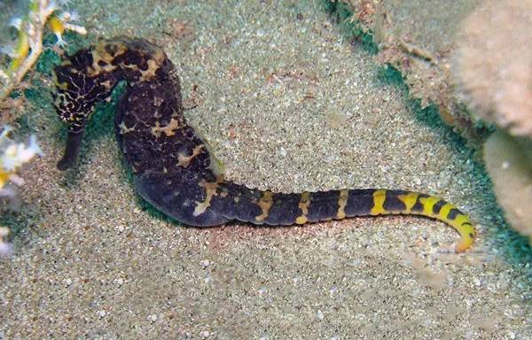 海马有多少种,海马哪种种类比较好