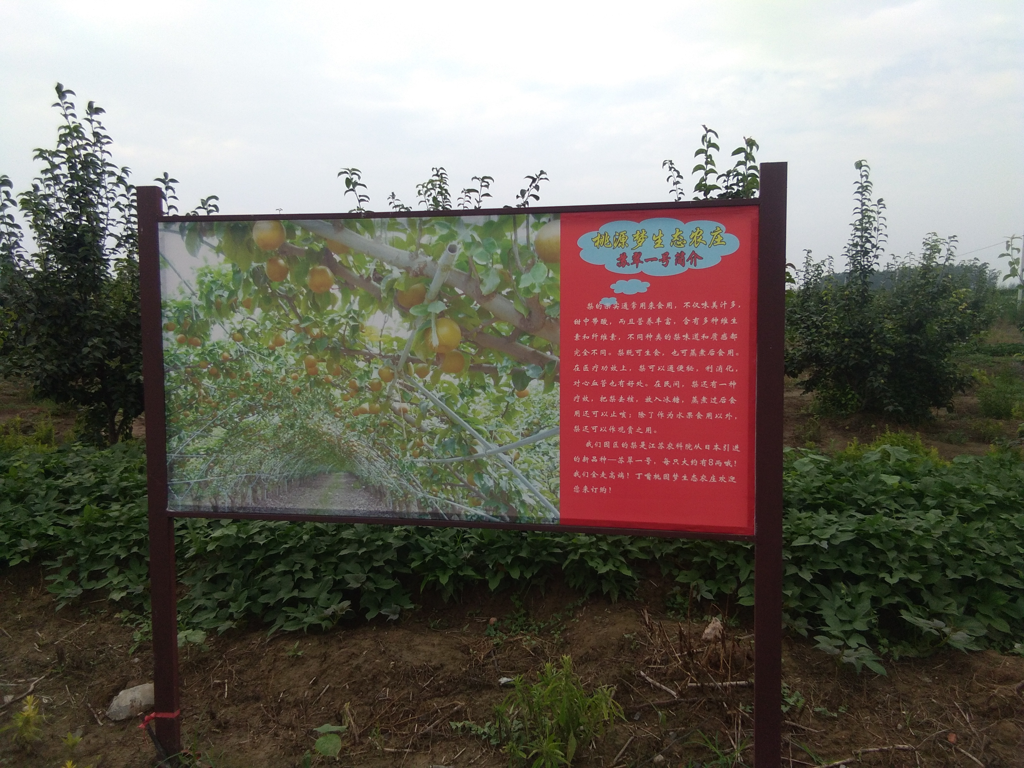 千鸟园宿迁美食,千鸟园桃缘