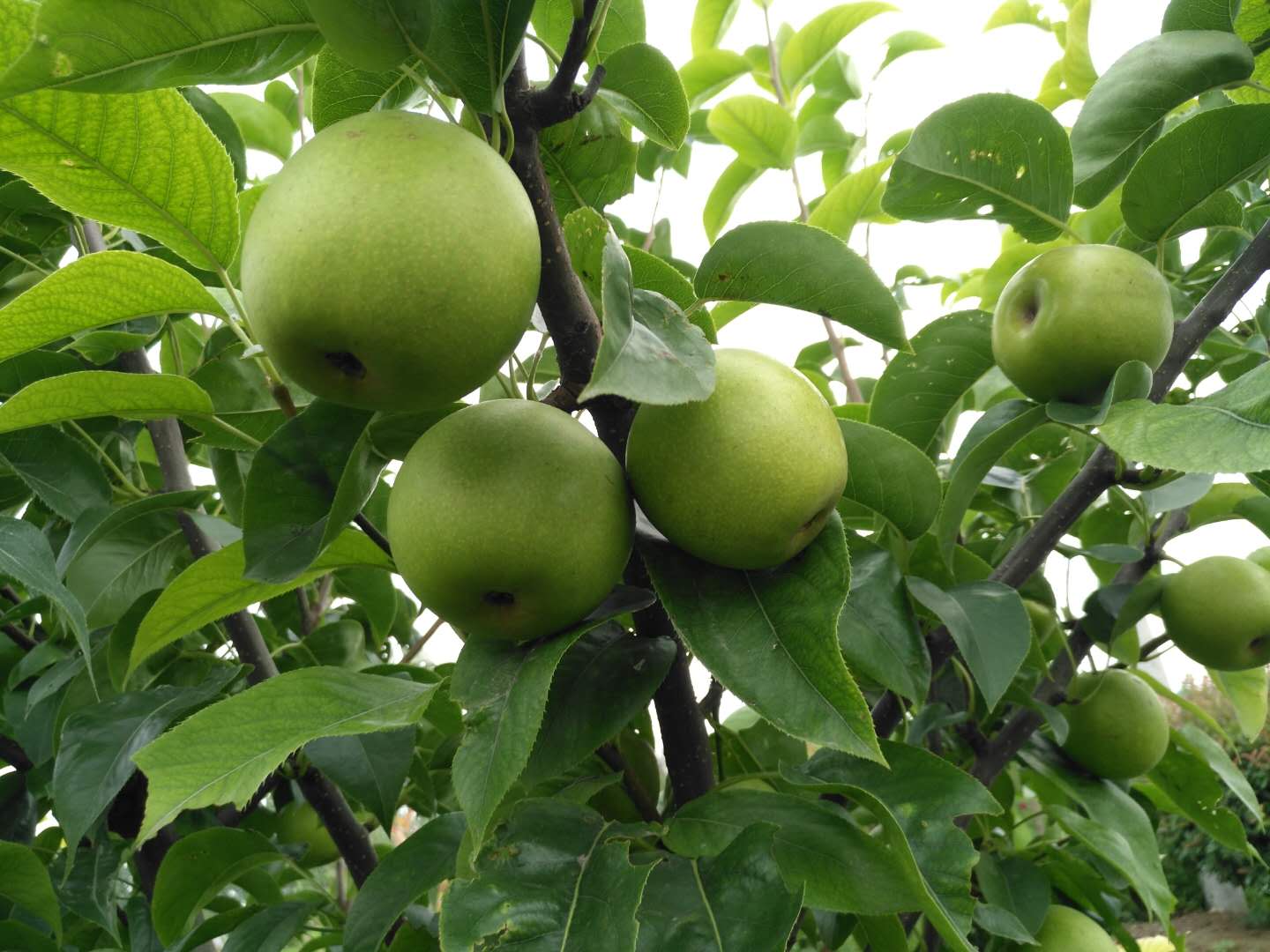 千鸟园宿迁美食,千鸟园桃缘