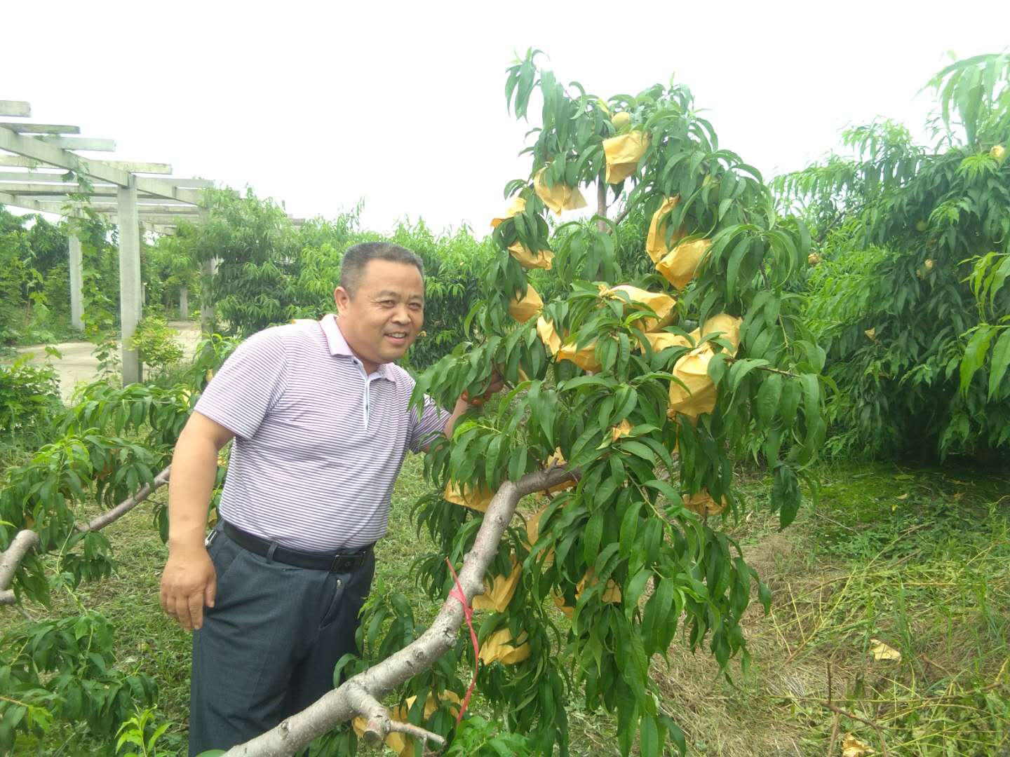 千鸟园宿迁美食,千鸟园桃缘