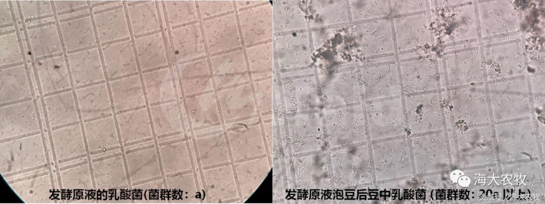 靠吃蚕豆吃出超高鱼价，这条鱼古法养殖名震全国