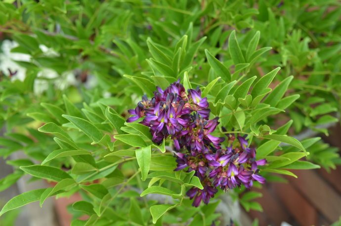 豆科鸡血藤属植物,鸡血藤是植物吗