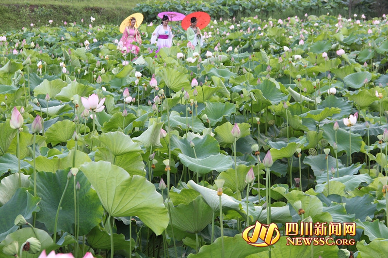 “荷香清韵魅力瞿家”广安岳池县第二届荷花节开幕