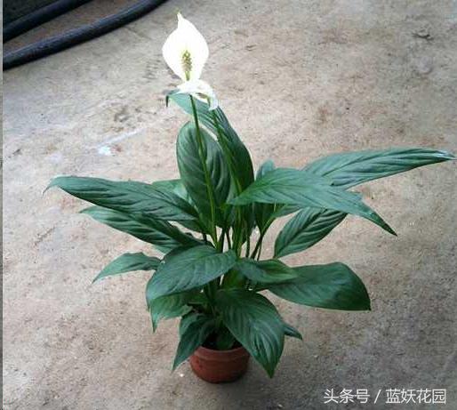 适合夏天养的花有哪些水培,好养的花适合一年四季养水培