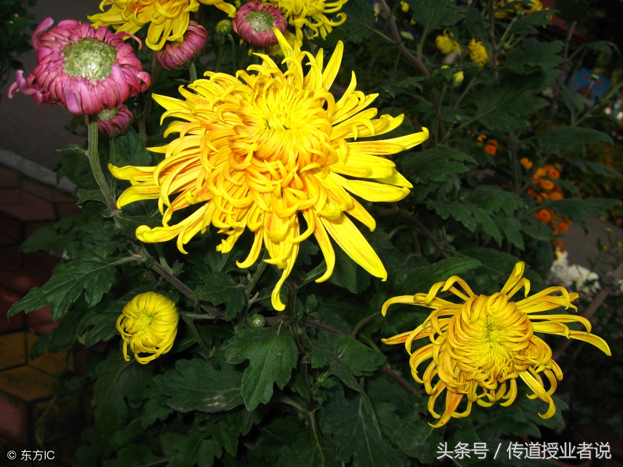 宋词一生必背50首古诗,一生必背100首经典唐诗宋词朗诵版