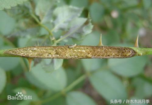 月季被茎蜂咬过的枝怎么痊愈,月季叶片被咬断